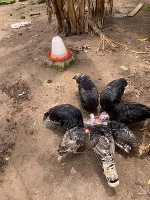 Male Turkeys, Ready to Cross