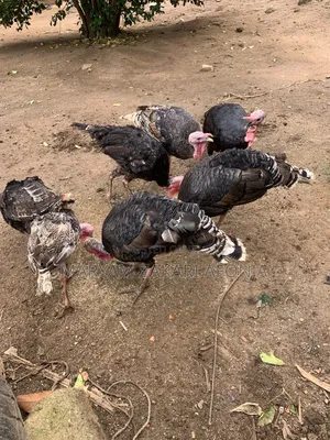 Male Turkeys, Ready to Cross