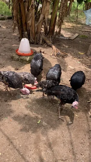 Male Turkeys, Ready to Cross