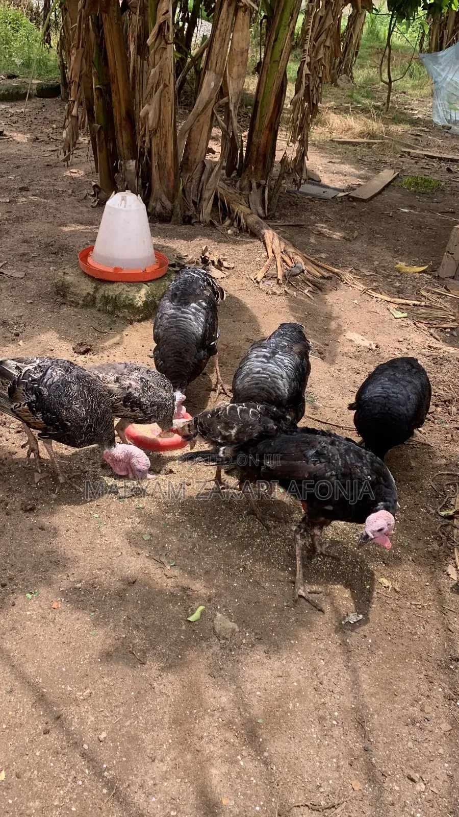 Male Turkeys, Ready to Cross