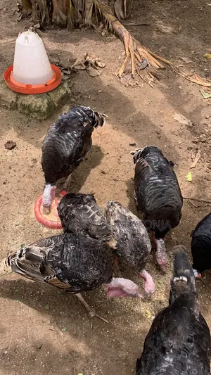 Male Turkeys, Ready to Cross