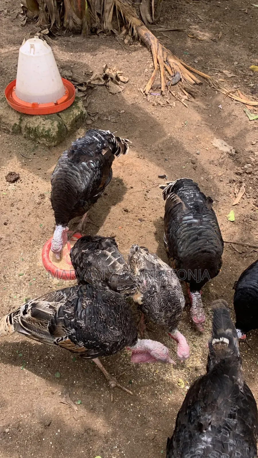 Male Turkeys, Ready to Cross