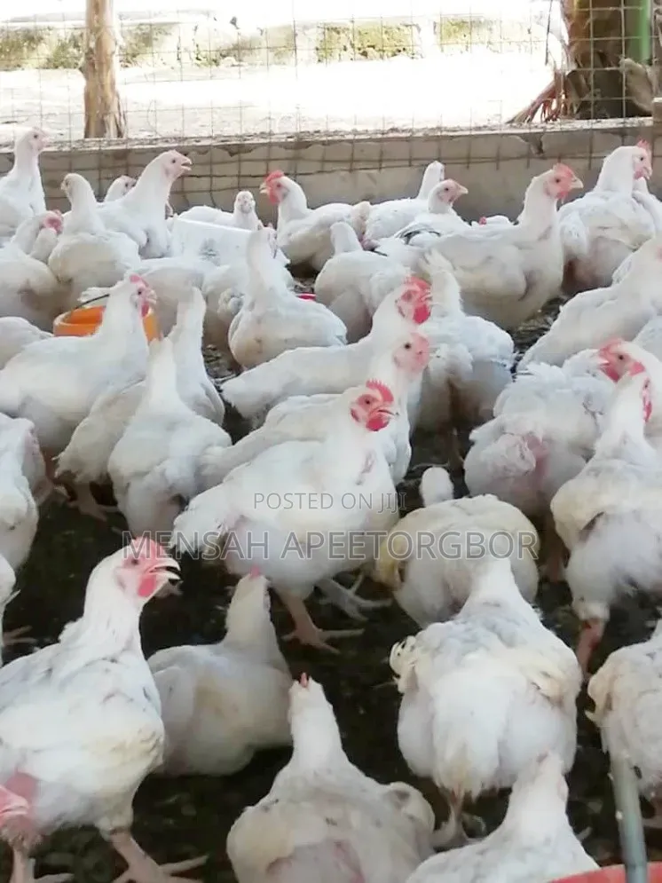 10 Weeks Broilers