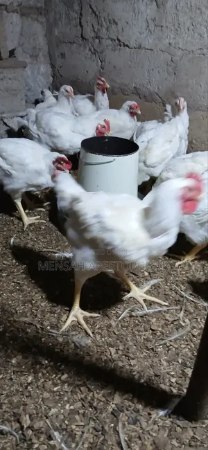 10 Weeks Broilers