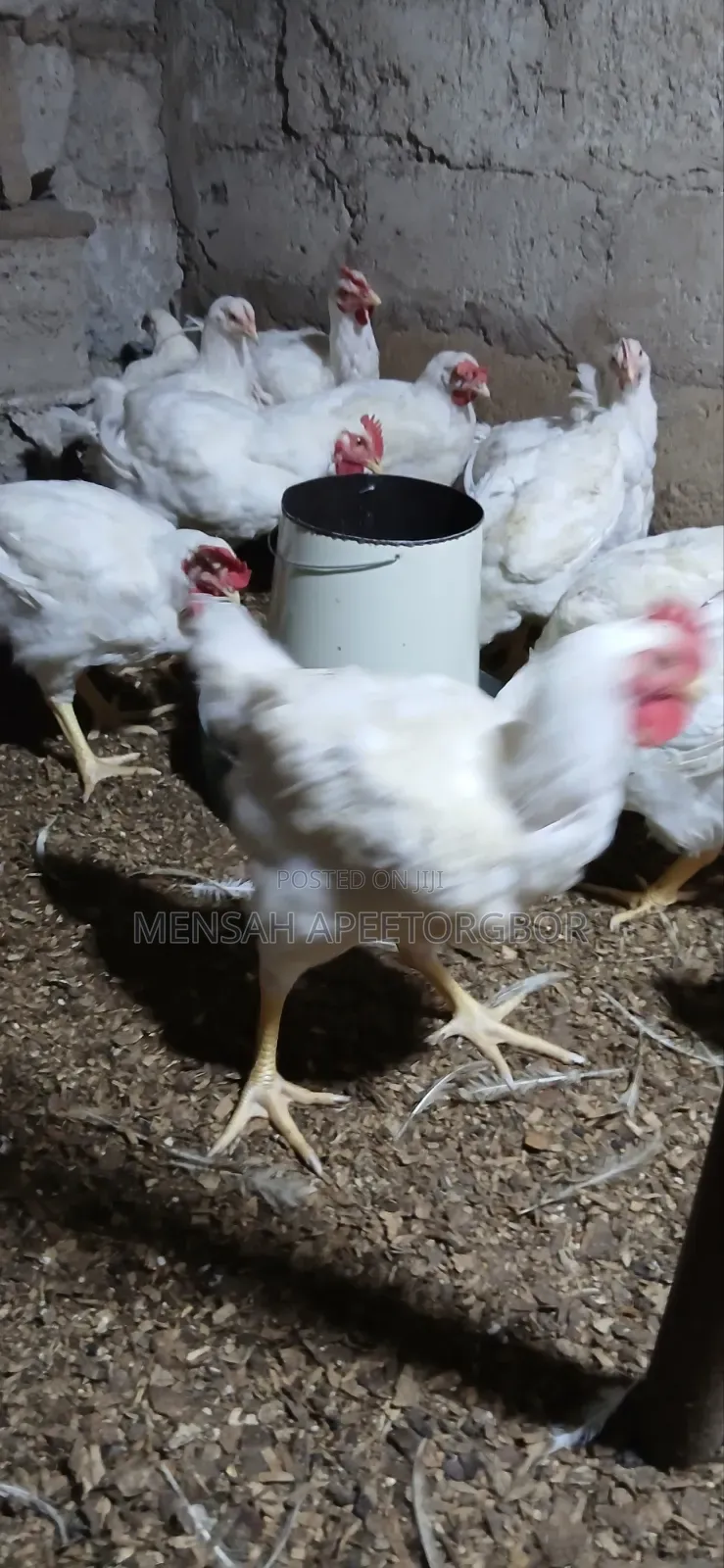 10 Weeks Broilers