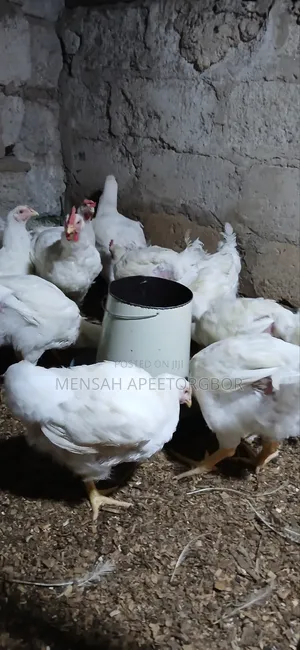 10 Weeks Broilers