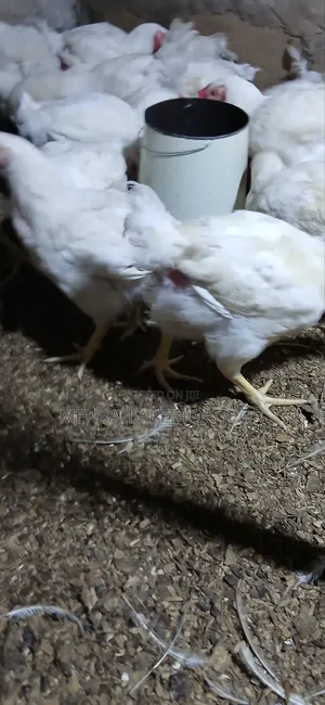 10 Weeks Broilers