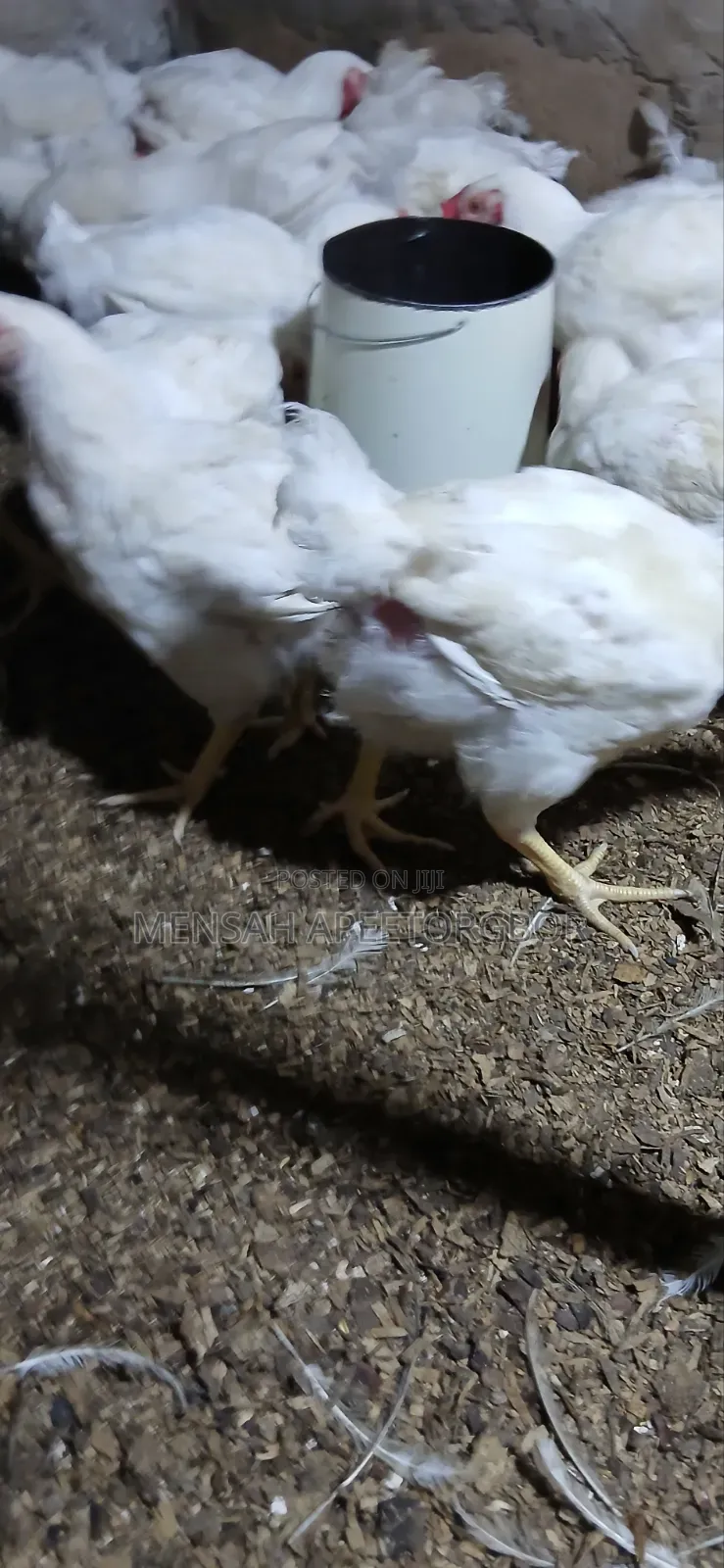 10 Weeks Broilers