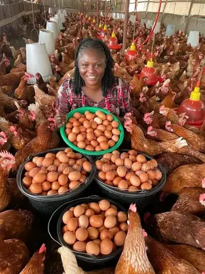 Eggs for Sale