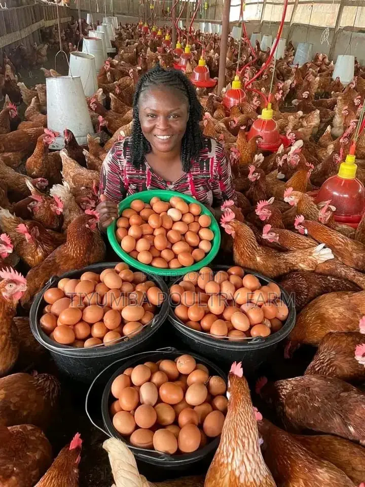 Eggs for Sale