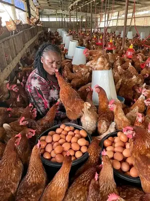 Eggs for Sale