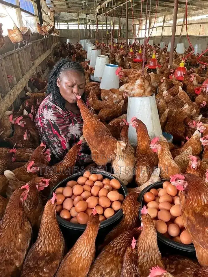 Eggs for Sale