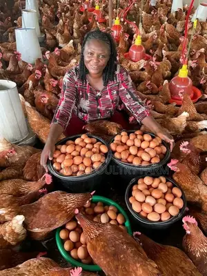 Eggs for Sale