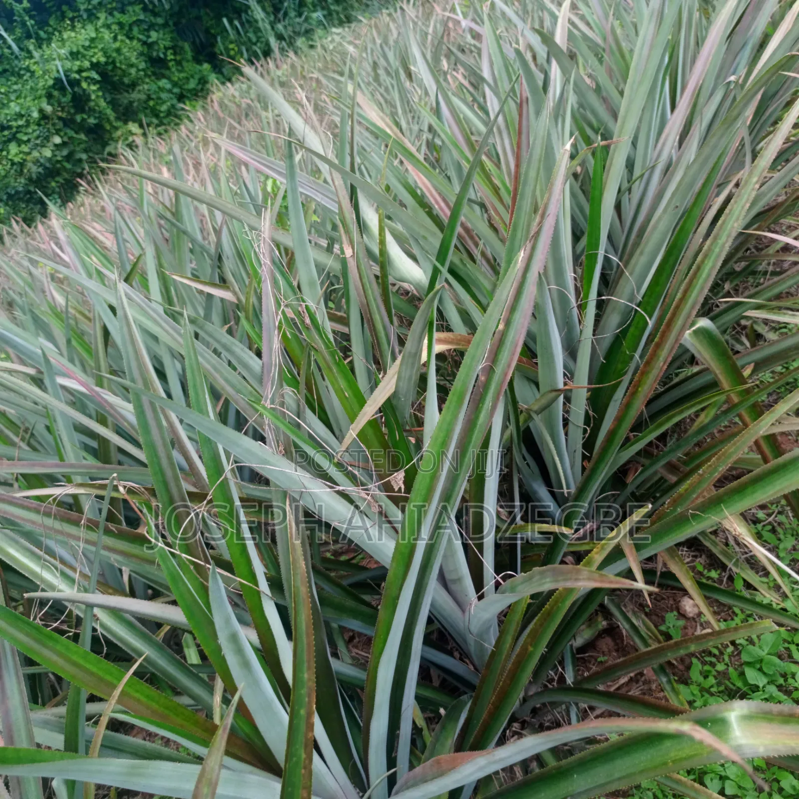 Farm Land for Sale
