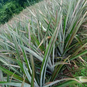 Farm Land for Sale