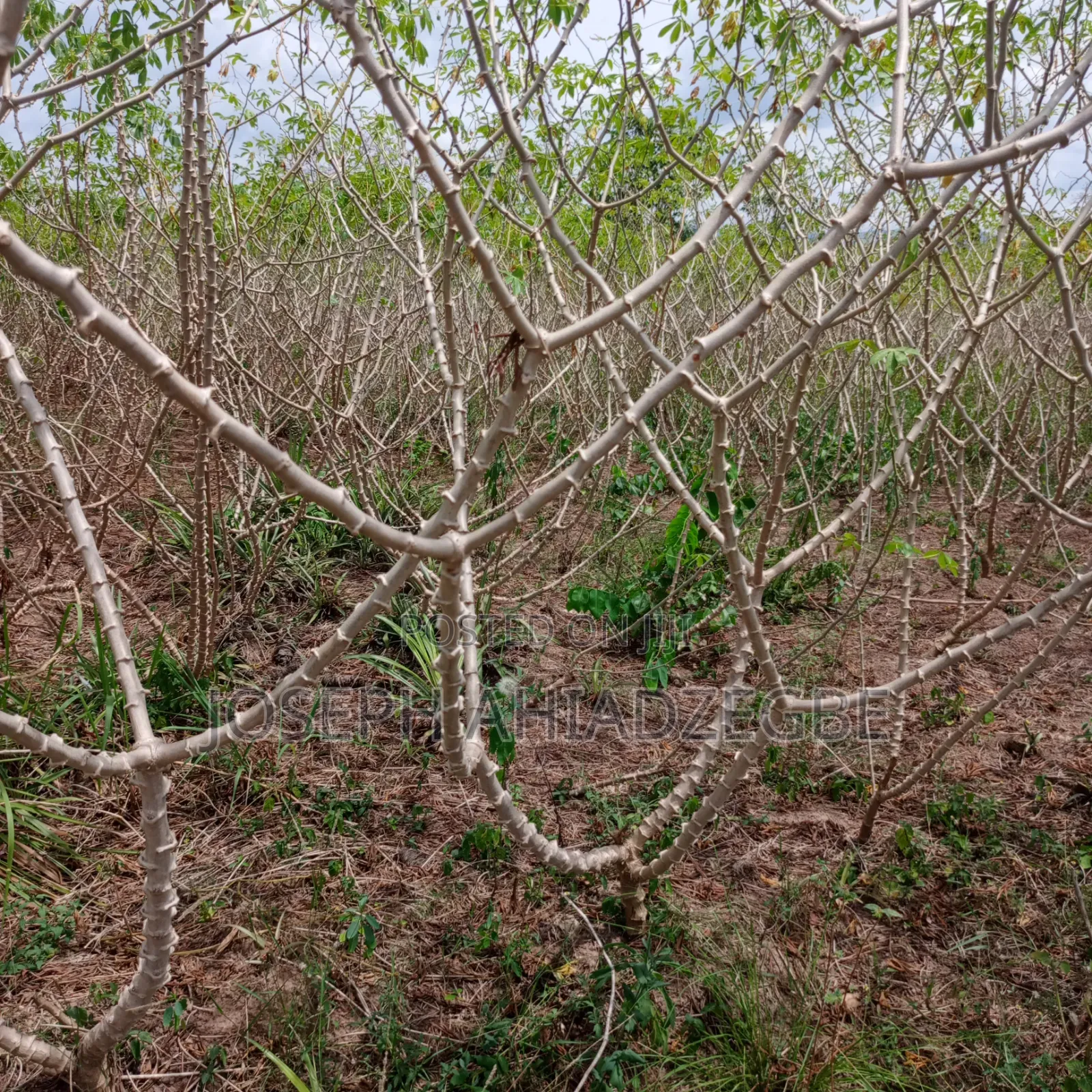 Farm Land for Sale
