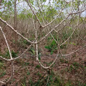 Farm Land for Sale