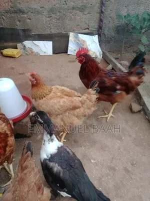 Emmanuel Farm