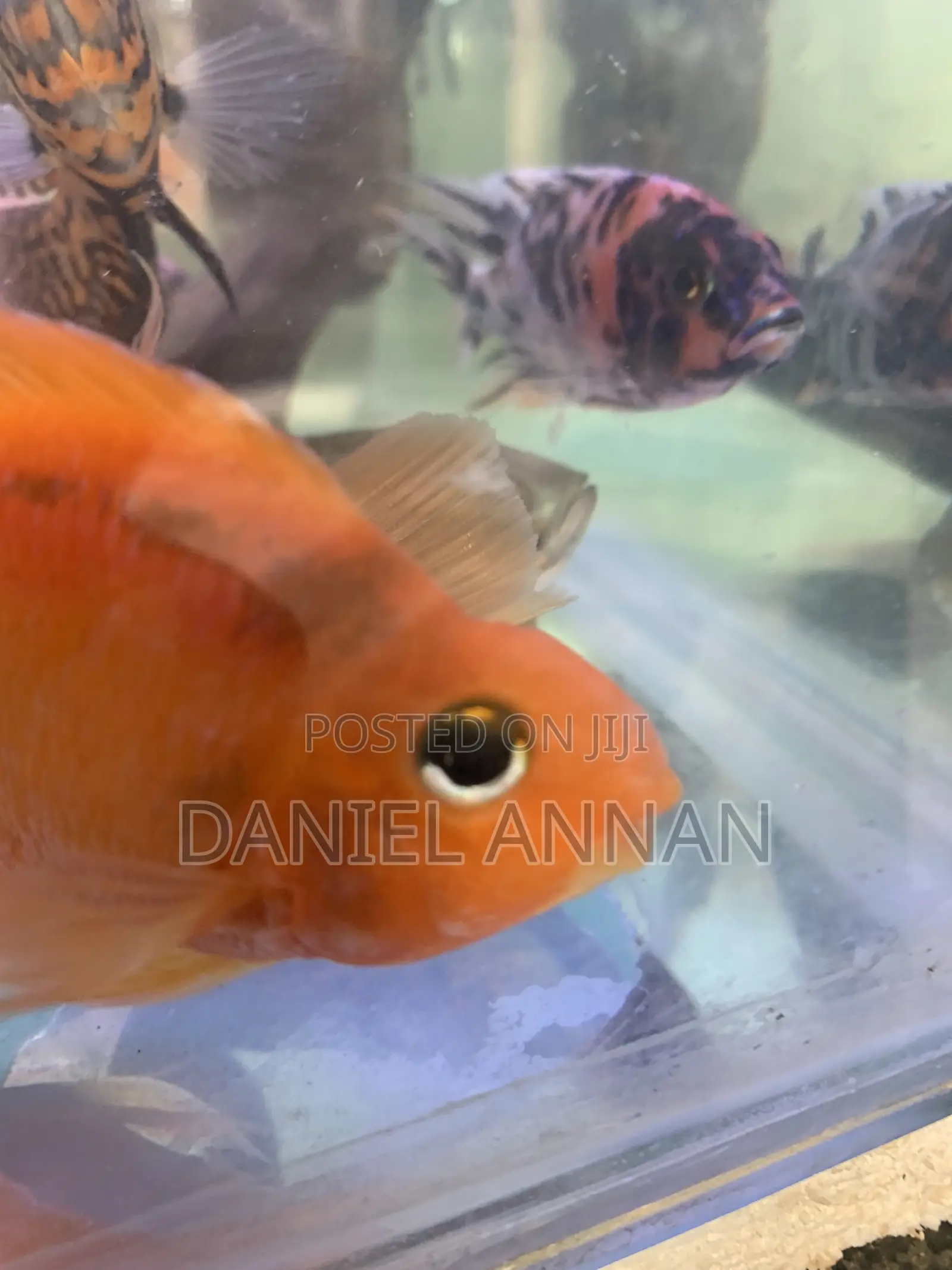 Aquarium Fish