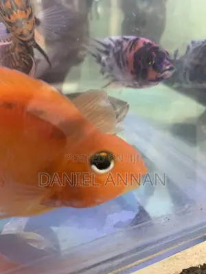 Aquarium Fish