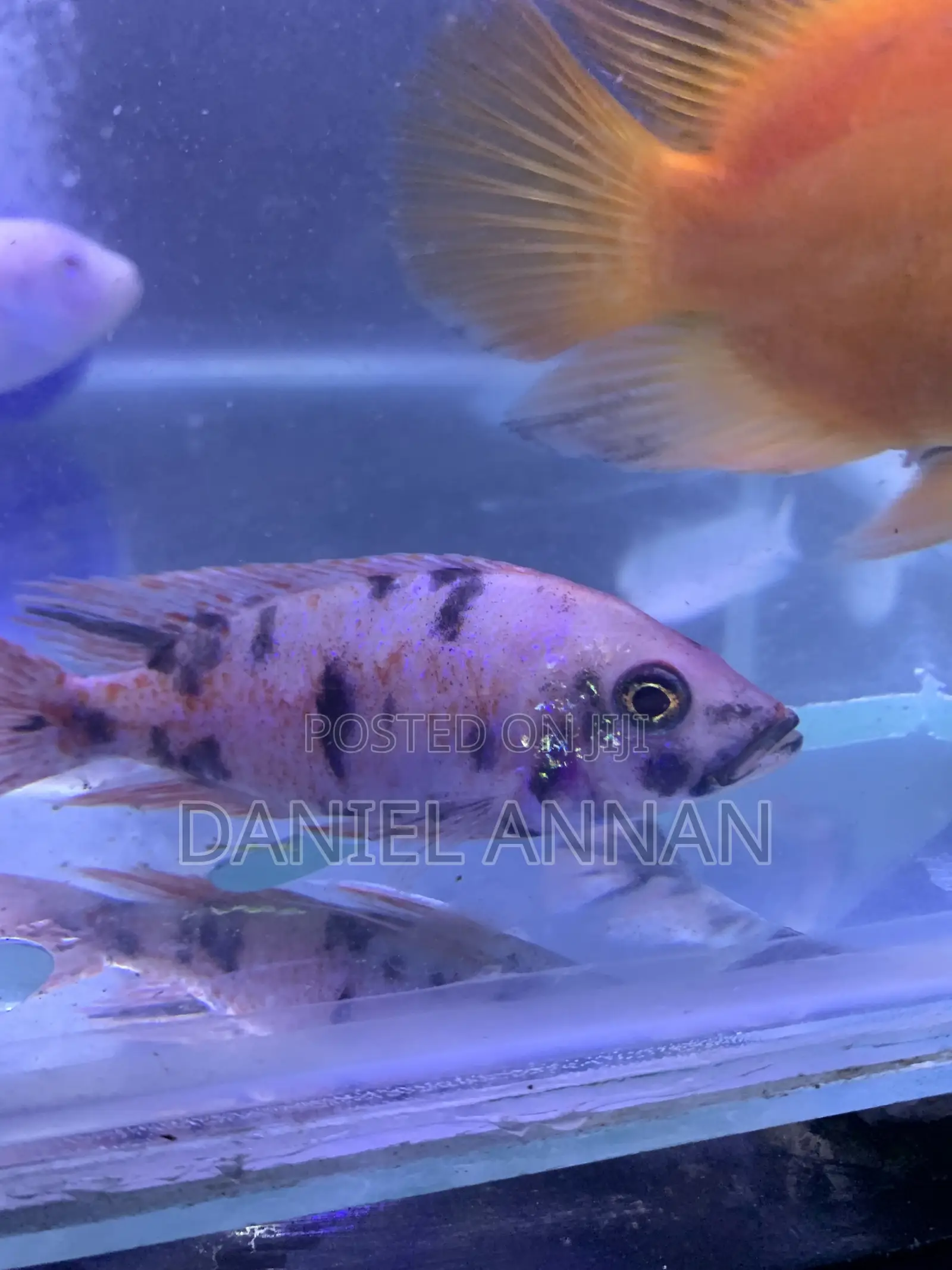 Aquarium Fish