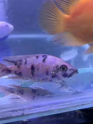 Aquarium Fish