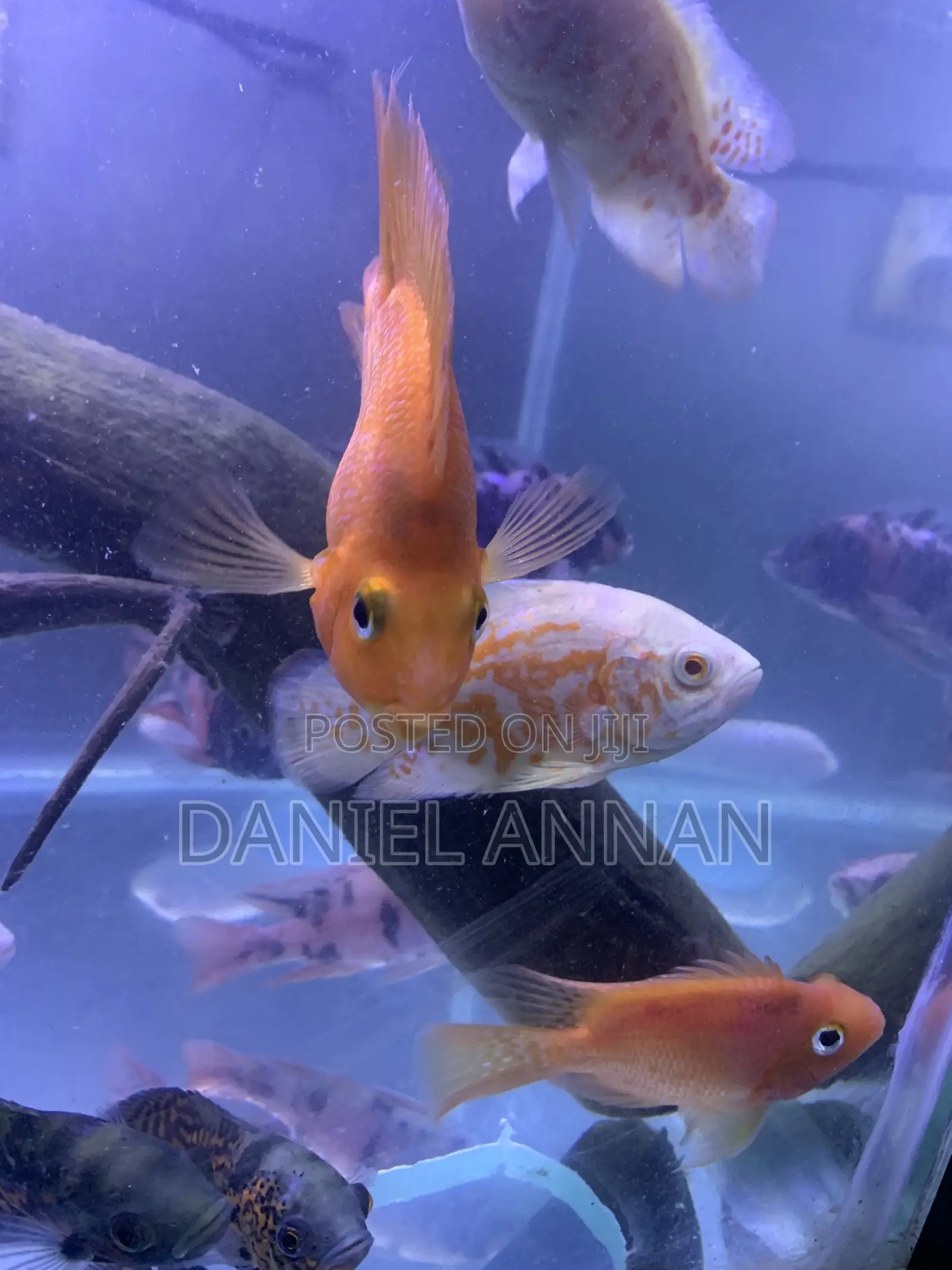 Aquarium Fish
