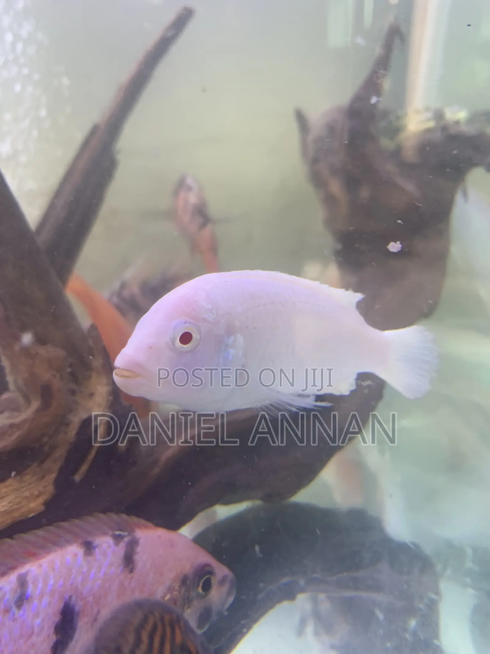Aquarium Fish