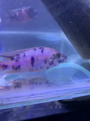Aquarium Fish