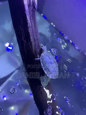 Aquarium Fish