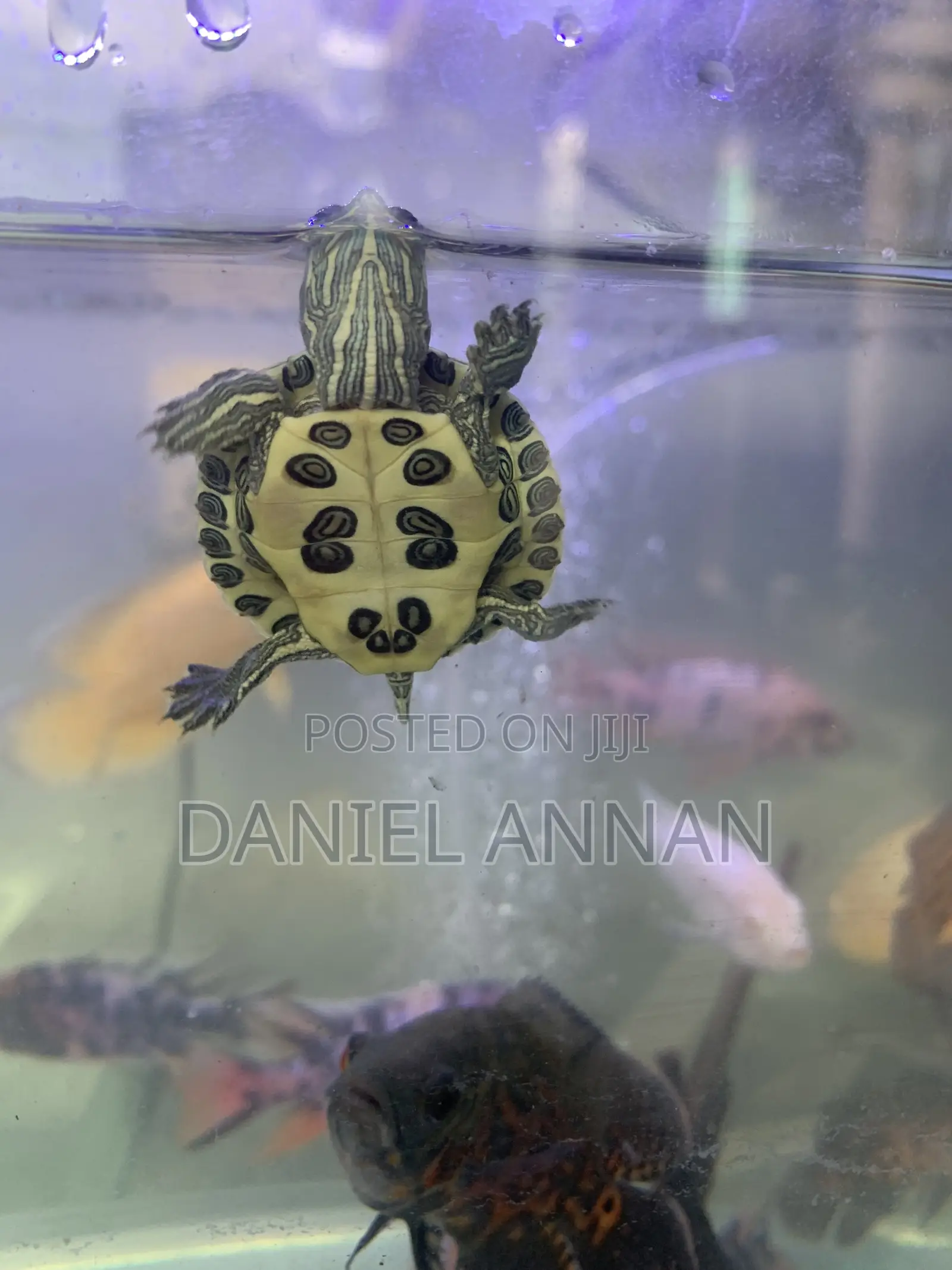 Aquarium Fish