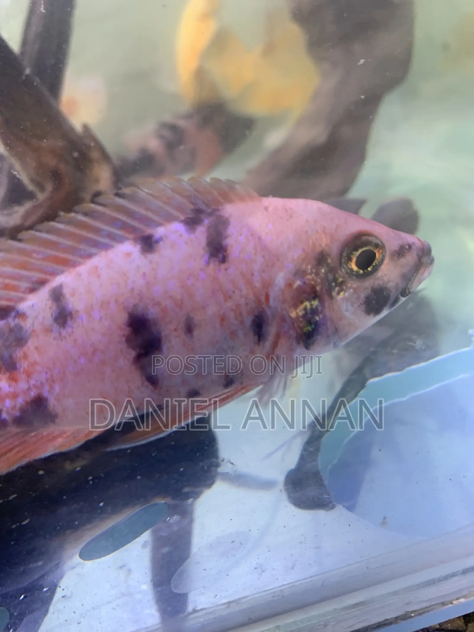 Aquarium Fish