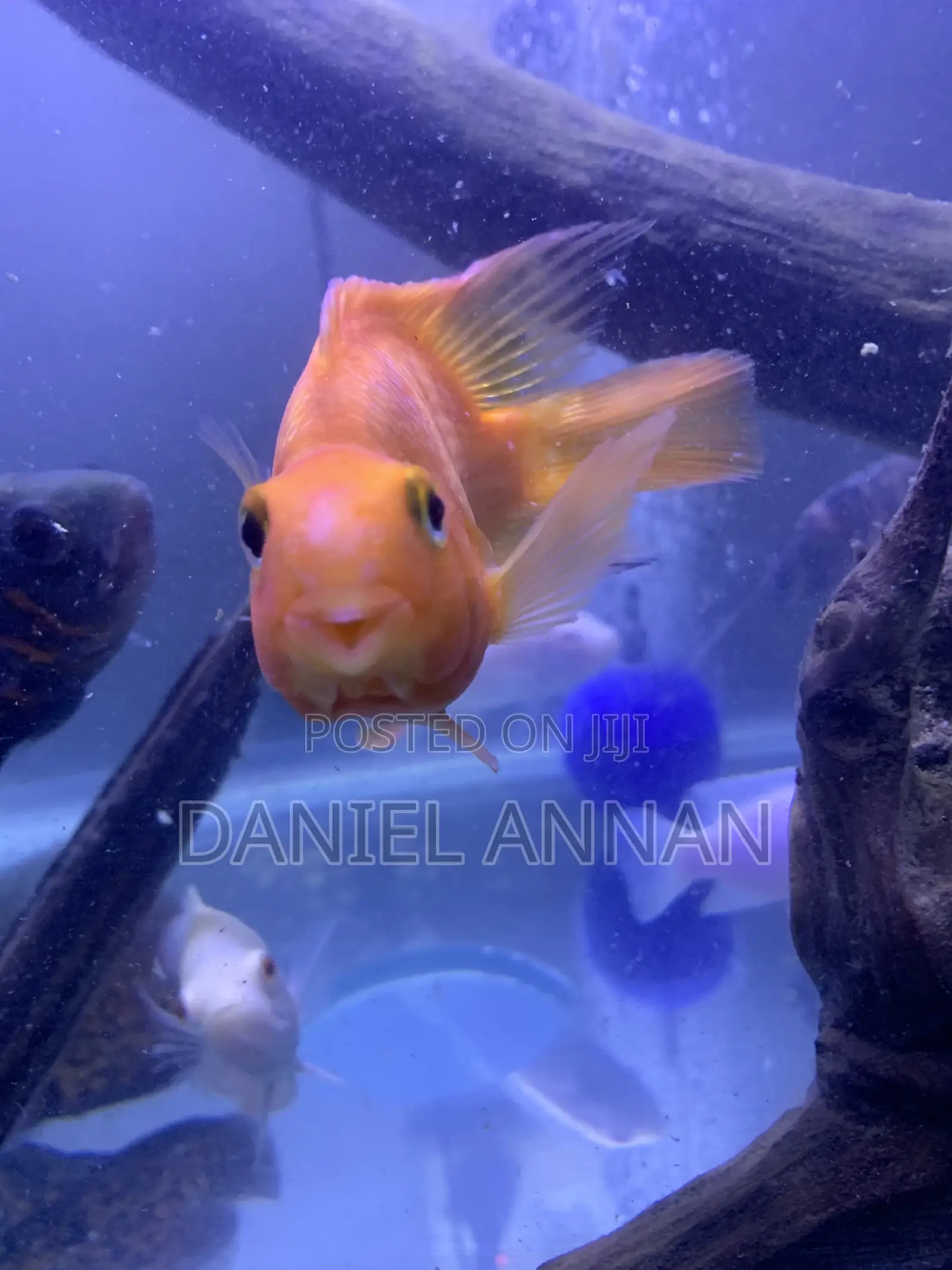 Aquarium Fish