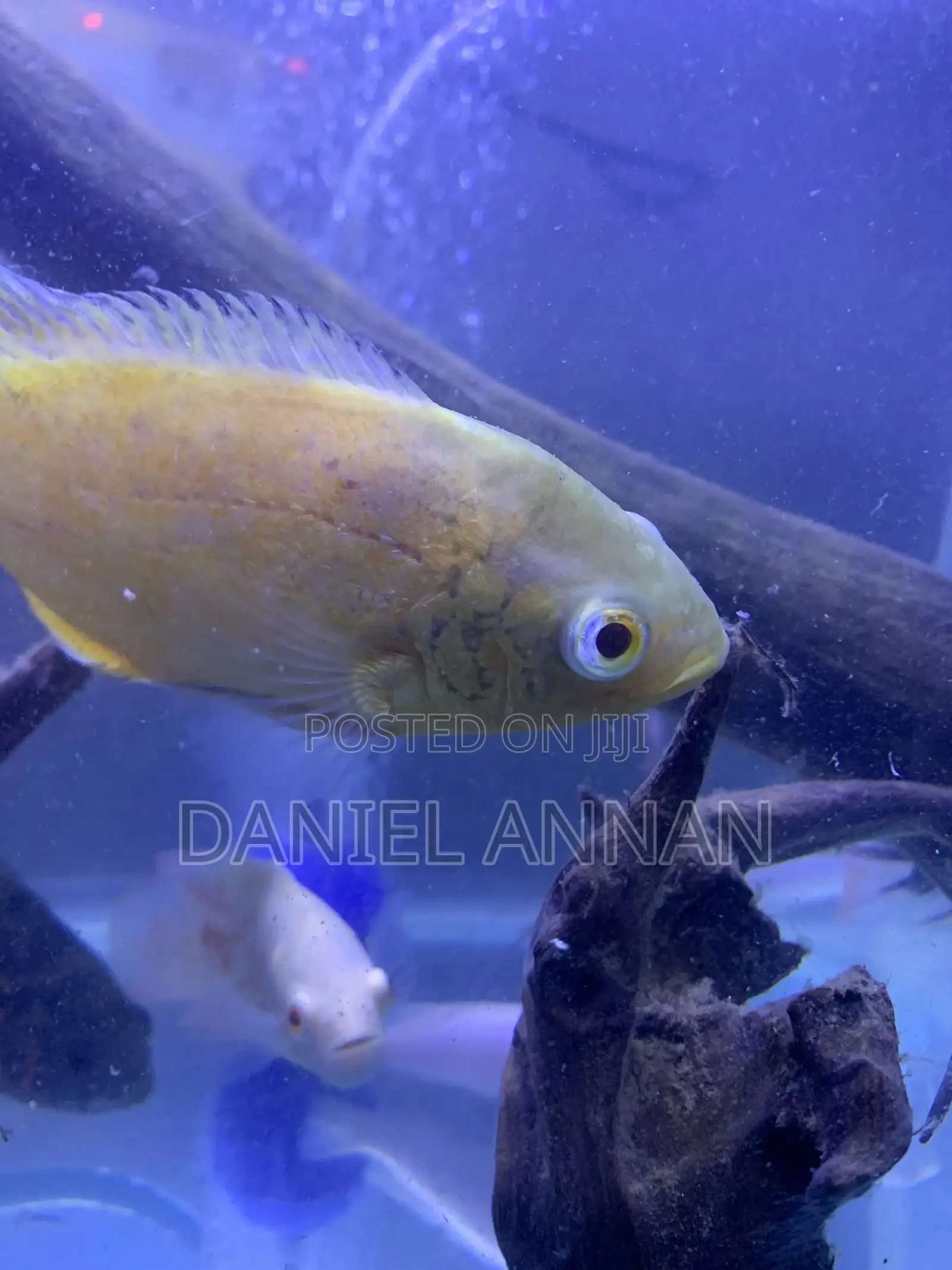 Aquarium Fish
