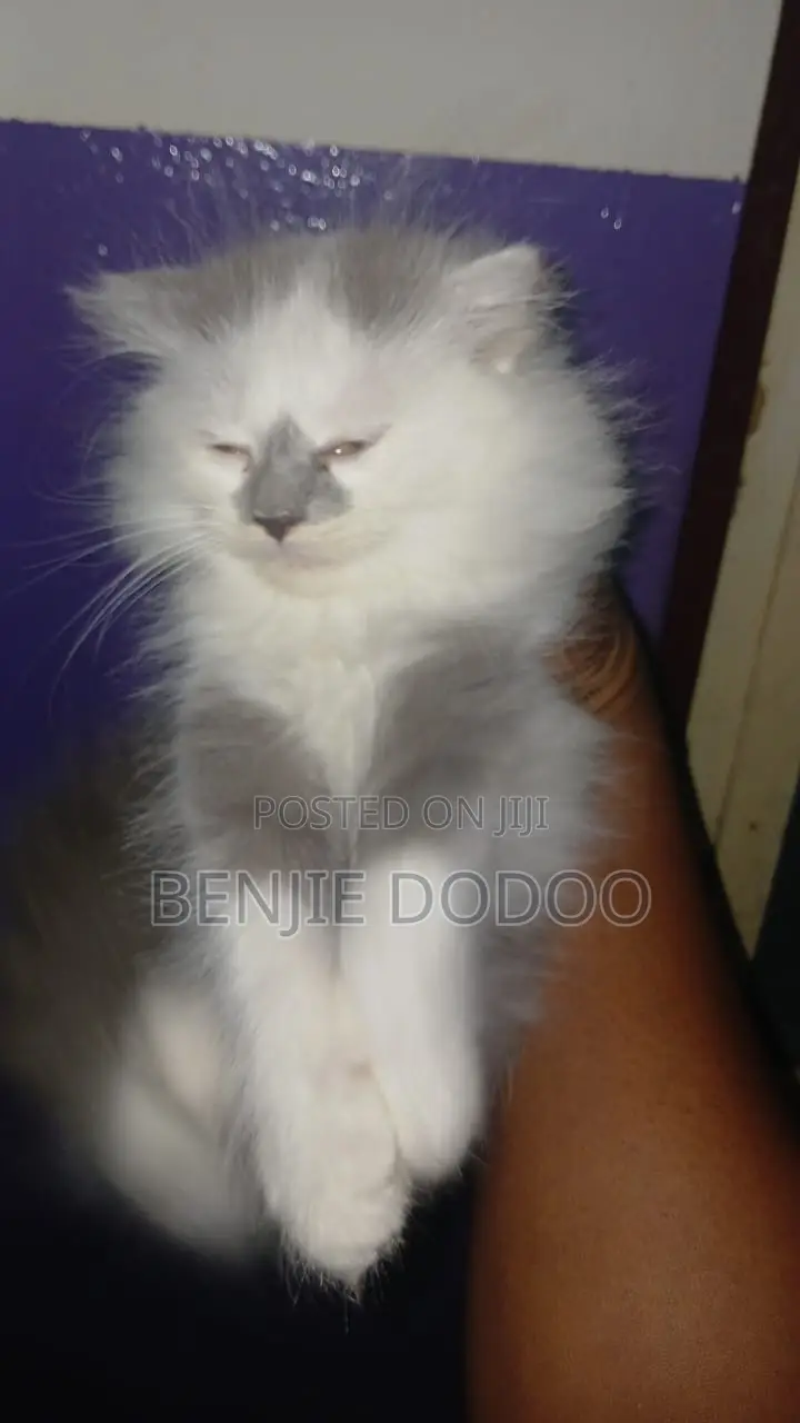 1-3 months Male Mixed Breed Persian