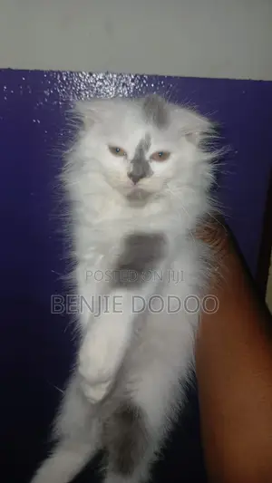 1-3 months Male Mixed Breed Persian