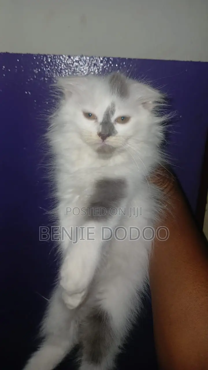 1-3 months Male Mixed Breed Persian
