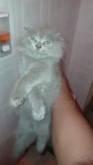 1-3 months Male Mixed Breed Persian