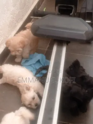 0-1 month Male Mixed Breed Maltese