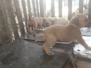 1-3 months Female Purebred Boerboel