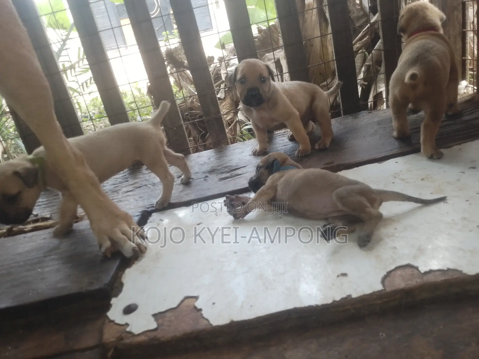 1-3 months Female Purebred Boerboel