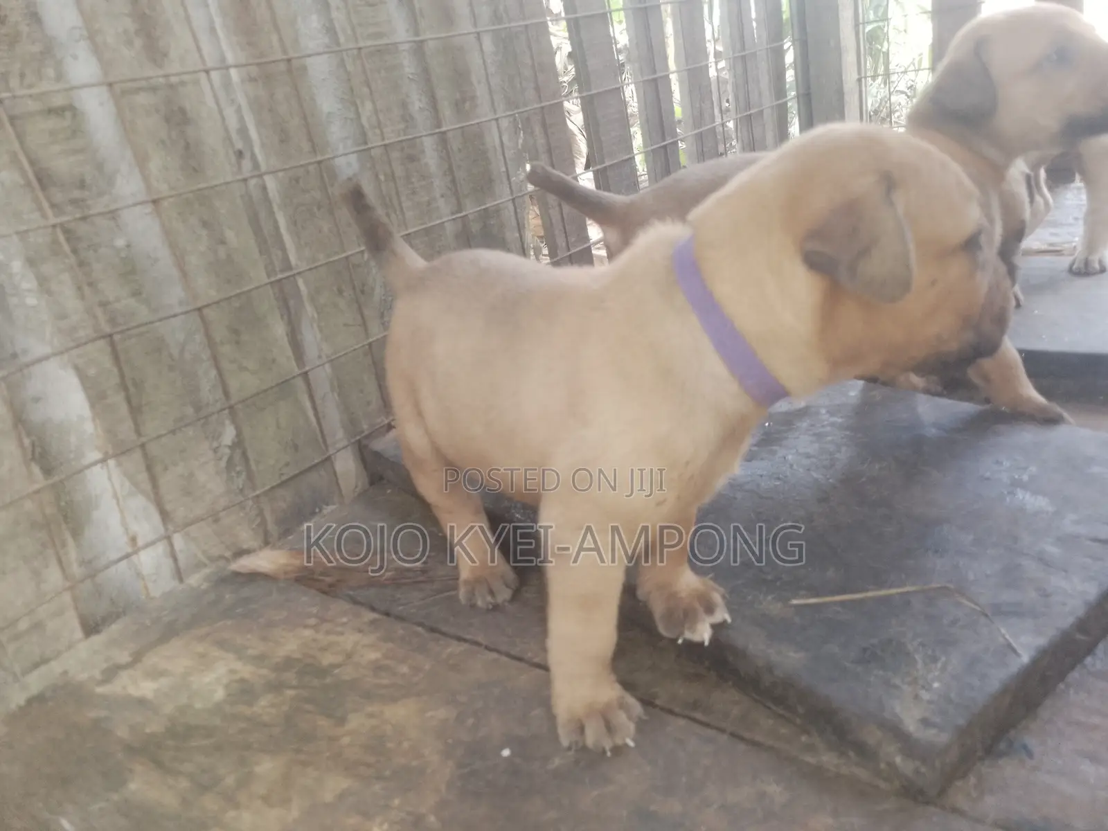 1-3 months Female Purebred Boerboel