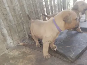 1-3 months Female Purebred Boerboel