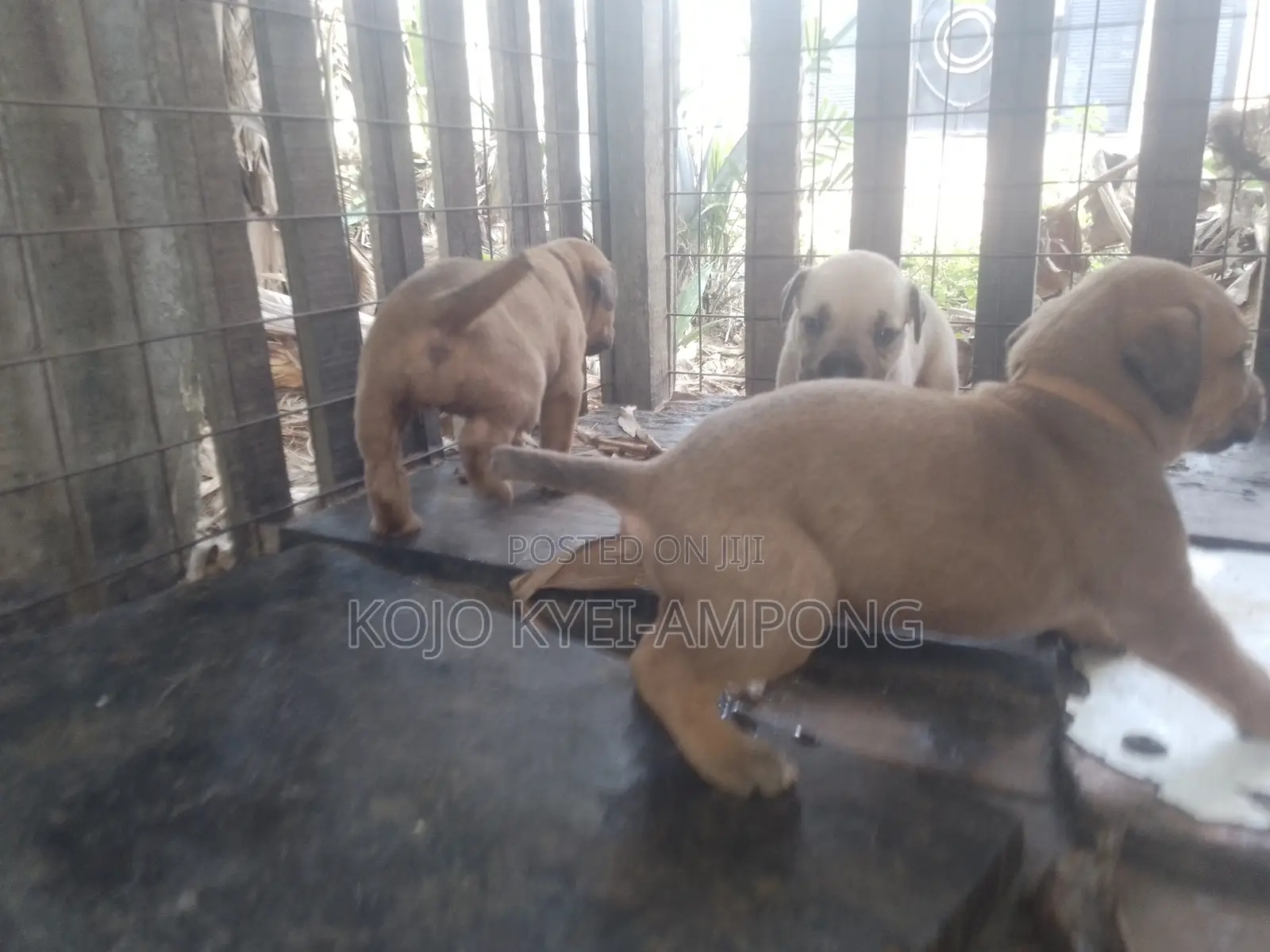1-3 months Female Purebred Boerboel