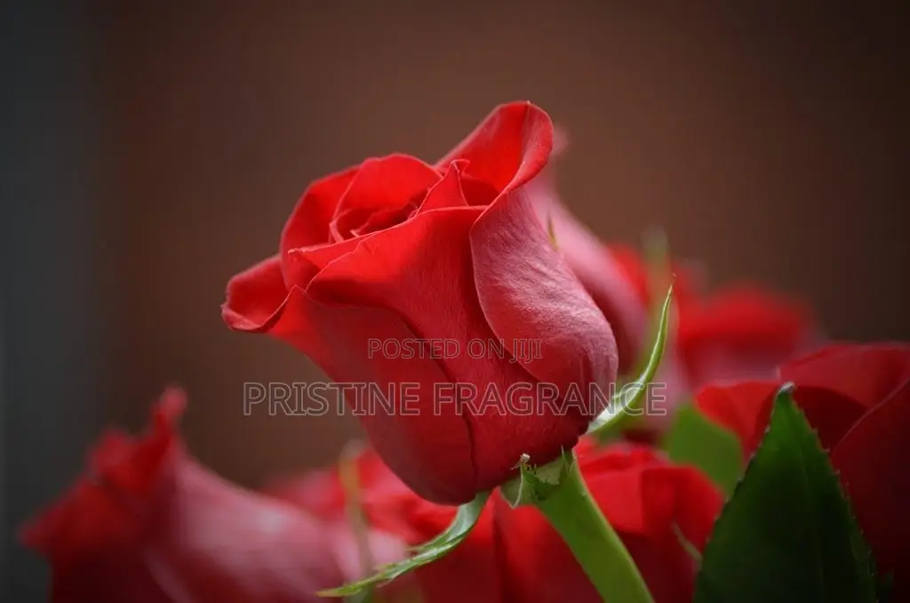 Dried Bloom Velvet Rose Aromatherapy Candle