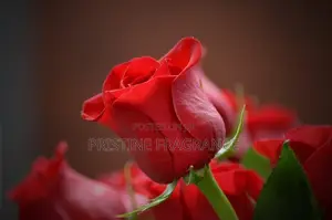 Dried Bloom Velvet Rose Aromatherapy Candle