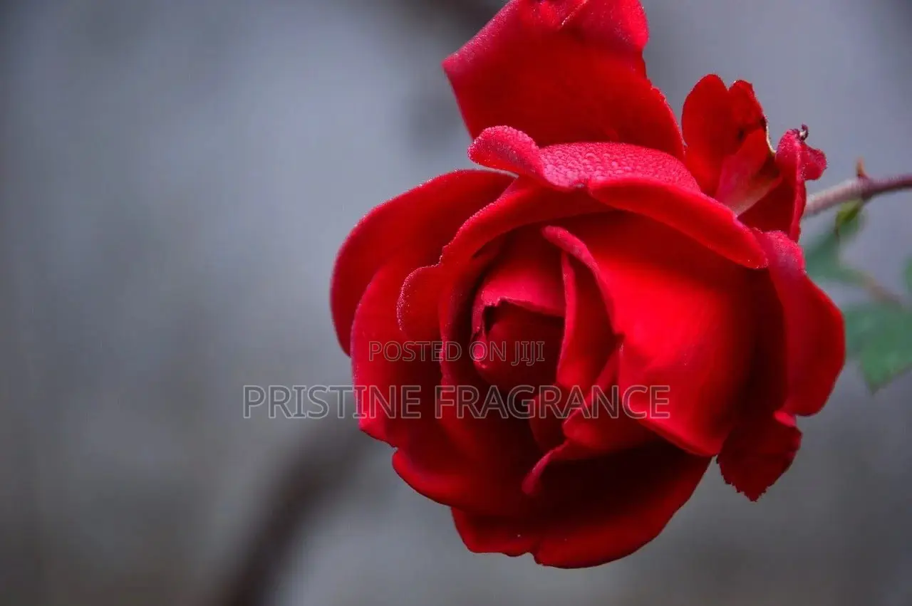 Red Rose Berlin Girl Gel Scented Candle