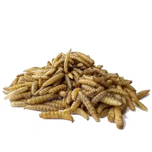 Dried BSF Larvae for Sale