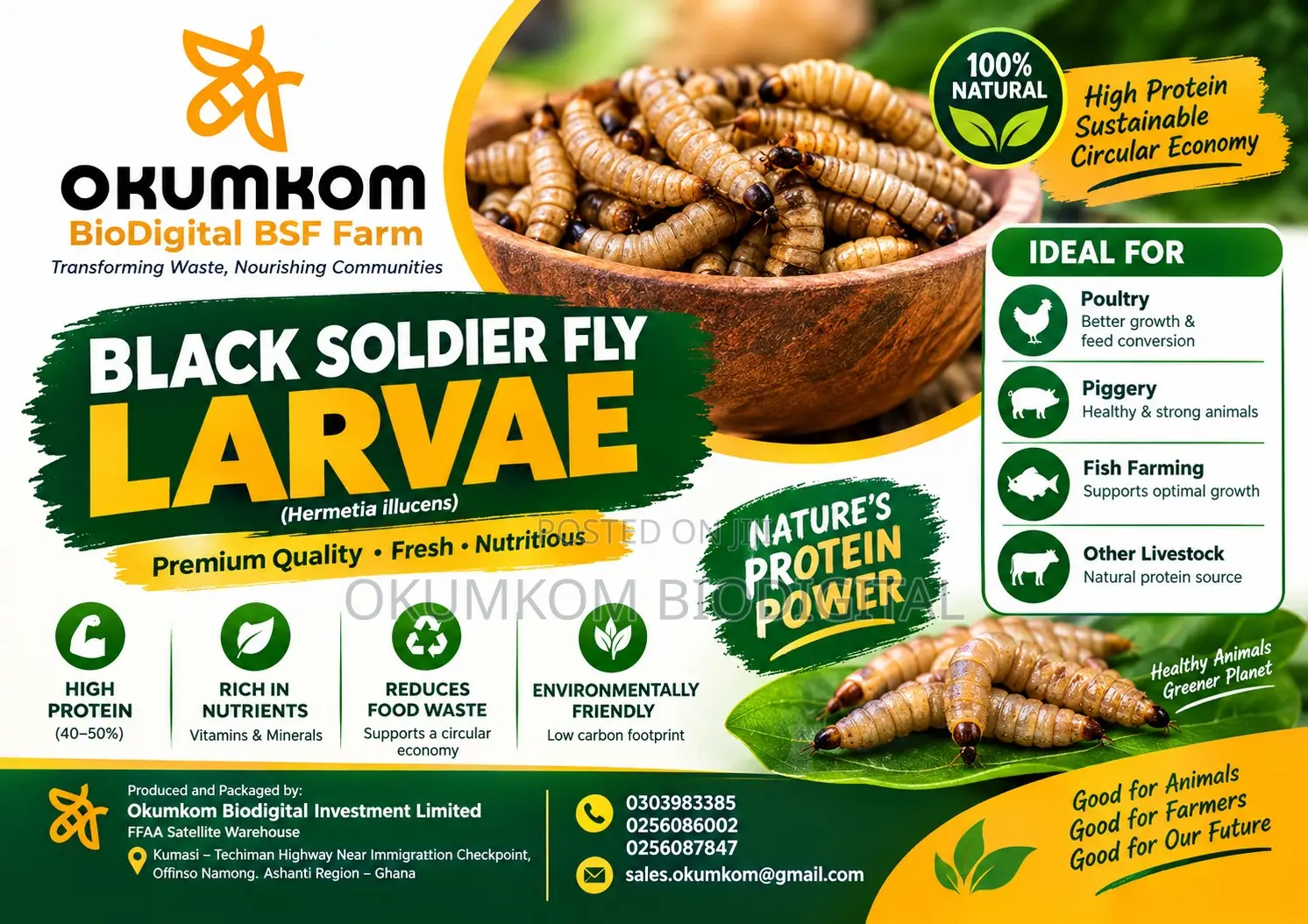 Dried BSF Larvae for Sale