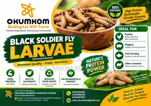 Dried BSF Larvae for Sale